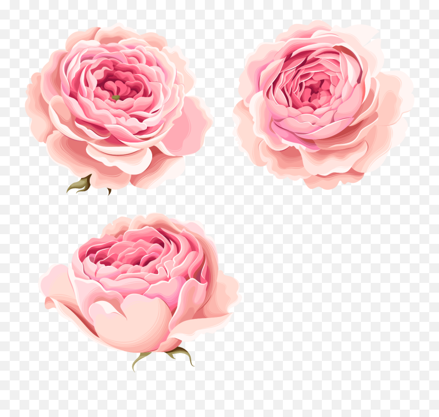 Download Beautiful Pink Flowers Peony - Pink Peonies Watercolor Png,Peony Png