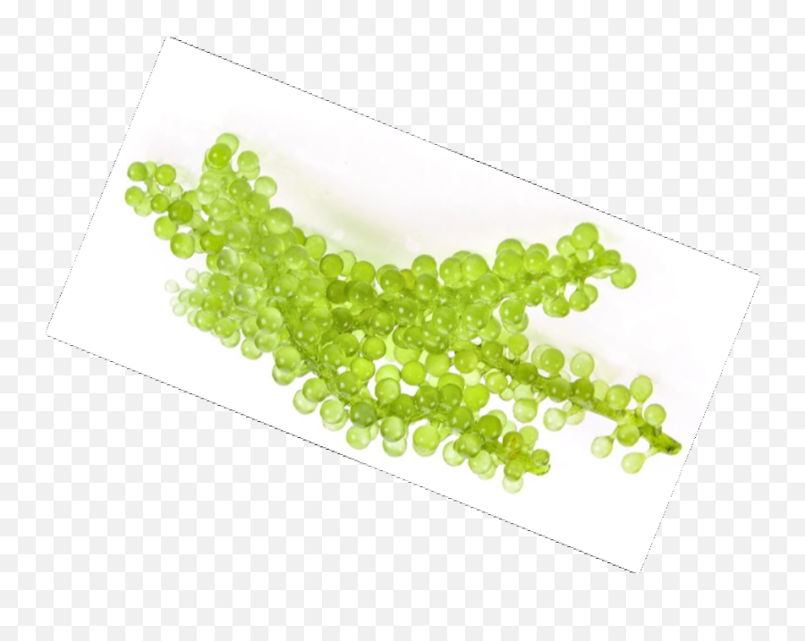 Mila Du0027opiz Vegan Green Caviar Made Entirely From Plants - Mila The Vegan Green Caviar Png,Caviar Png Mila Du0027opiz Vegan Green Caviar Made Entirely From Plants - Mila The Vegan Green Caviar Png,Caviar Png