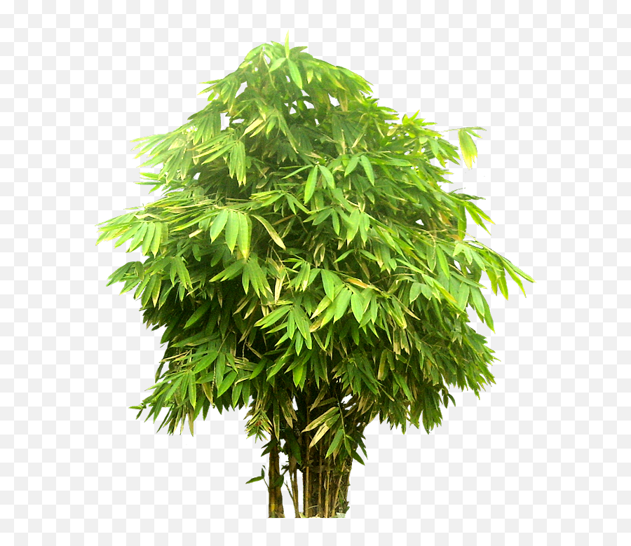 Tree Png Bambusa And Bamboo Trees For Photoshop