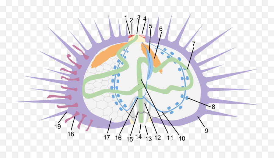 Filesea Urchin Anatomysvg - Wikimedia Commons Dot Png,Sea Urchin Png