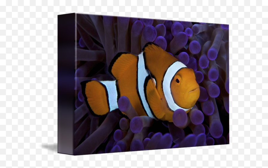 False Ocellaris Clownfish In Its Host Anemone Pap By Stocktrek Images - False Clownfish Png,Clownfish Png