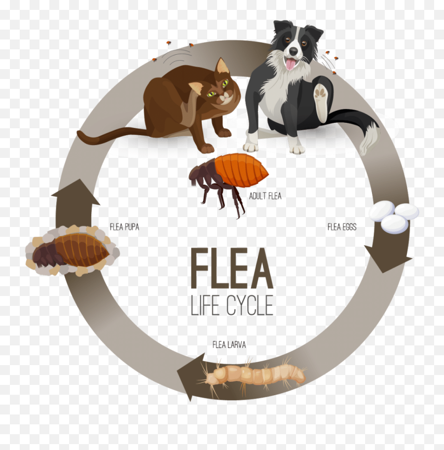 Flea Infestation 101 - Pet Health Tevra Pet Get Rid Of Cat Fleas Png,Flea Png