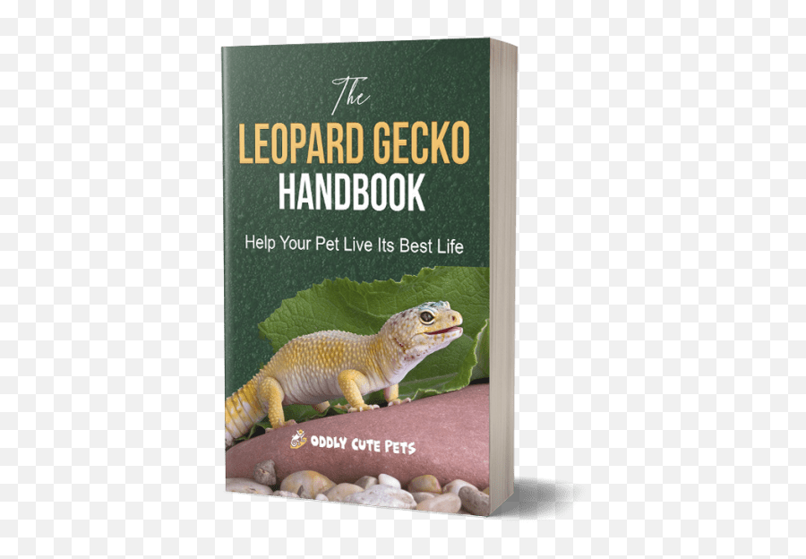 Leopard Gecko Handbook - Agamid Lizards Png,Leopard Gecko Png