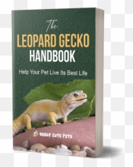Leopard Gecko Handbook - Agamid Lizards Png,Leopard Gecko Png
