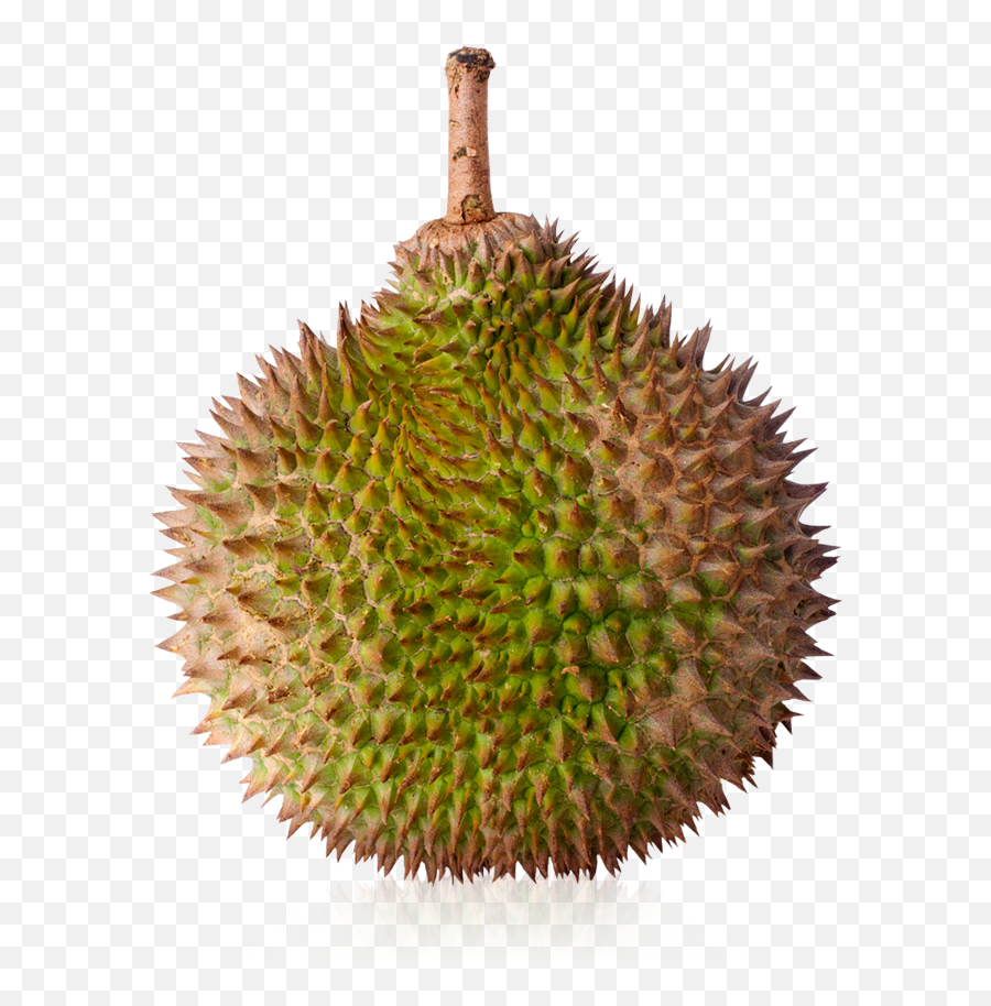 Download Hd Durian Png - Durio Zibethinus,Durian Png