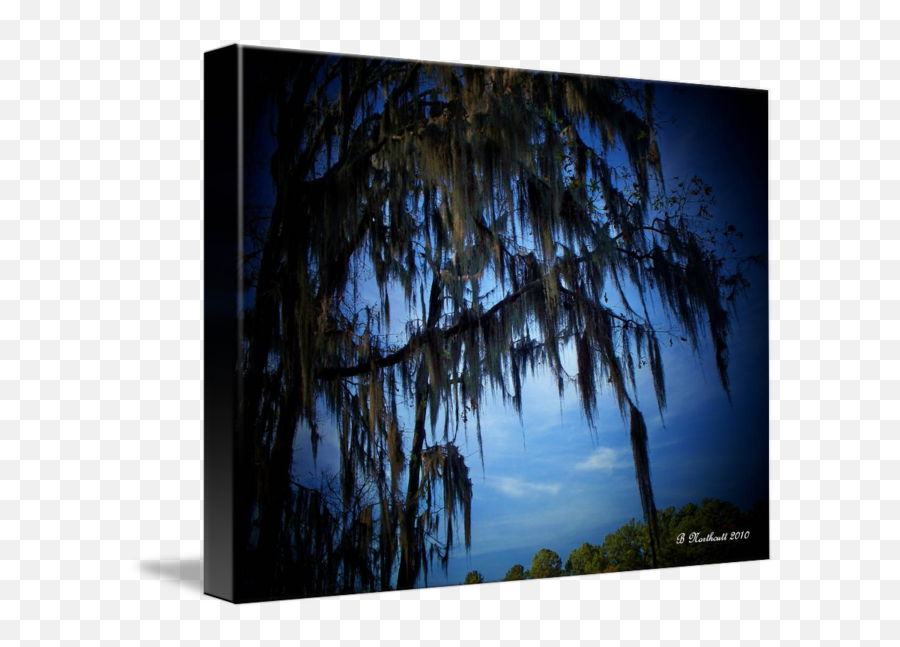 Spanish Moss - Weeping Willow Png,Spanish Moss Png