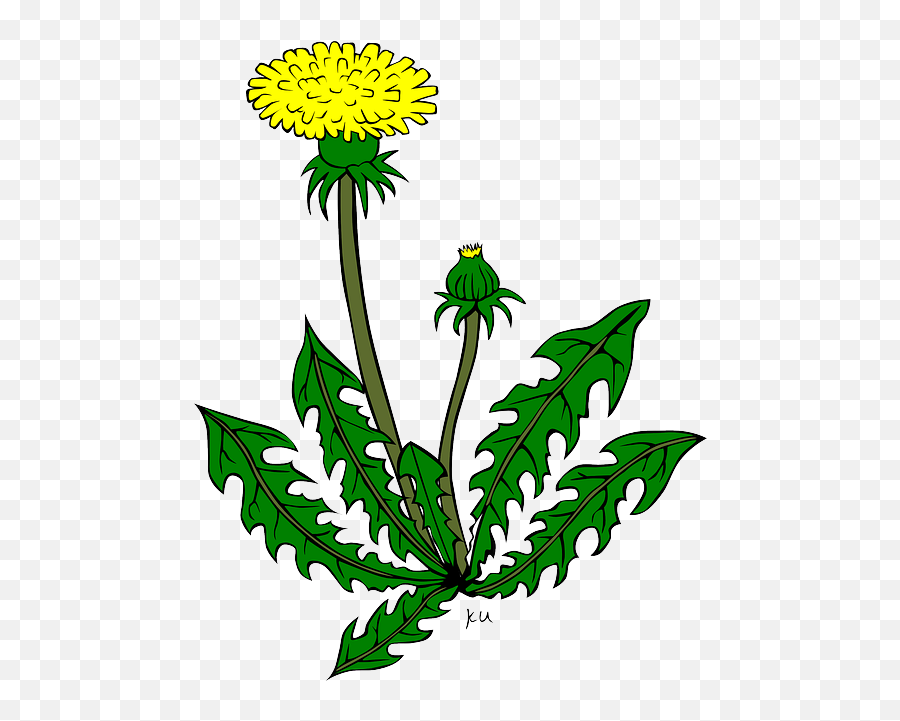 Free Weed Plants Png Download Clip Art - Dandelion Clipart,Marijuana Plant Png