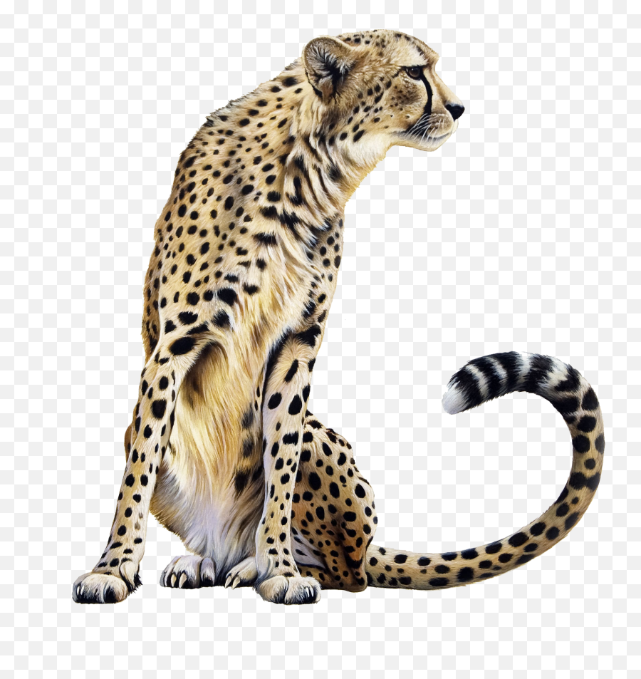 Download Cheetah Sitting Png Image For Free - Cheetah Png,Bard Png