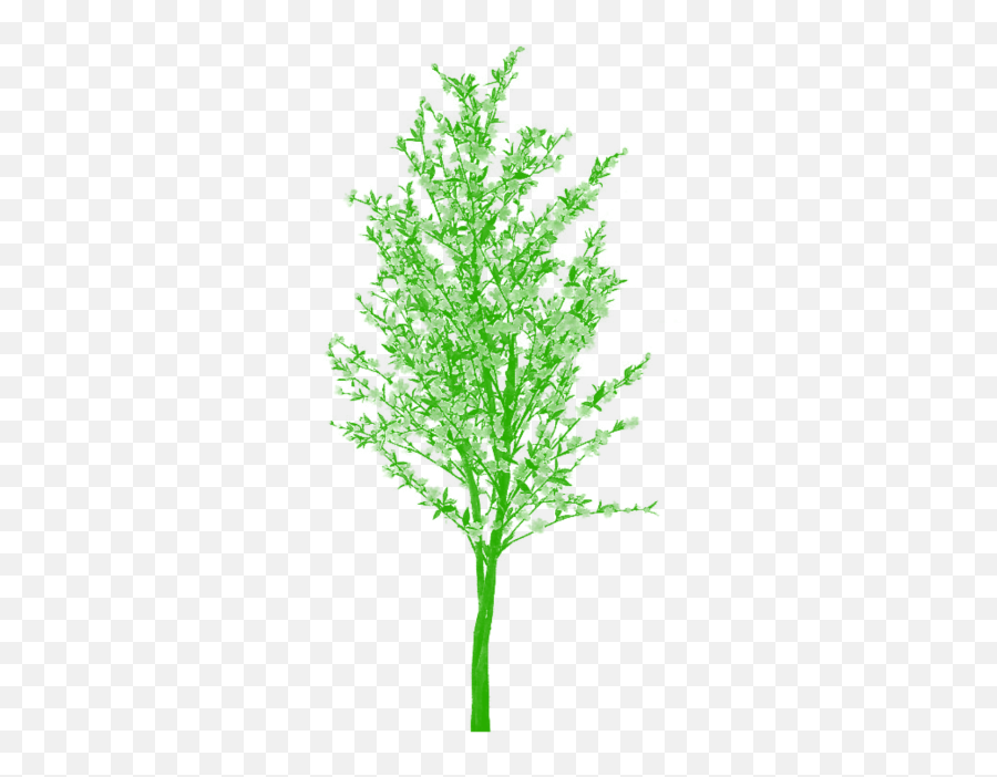 Plan Clipart Cartoon Transparent Free For - Plants And Trees Png,Free Tree Png
