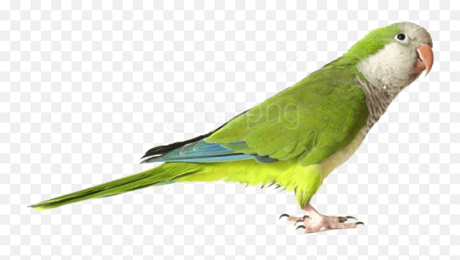 Green Parrot Png Images Background - Green Quaker Parrot,Parrot Png