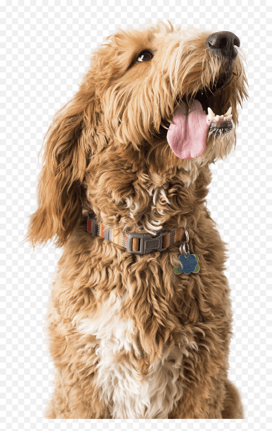 Aldens Kennels Dog Boarding Ringwood Il - Not To Breed Doodles Png,Dog Sitting Icon