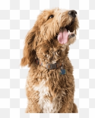 Aldens Kennels Dog Boarding Ringwood Il - Not To Breed Doodles png