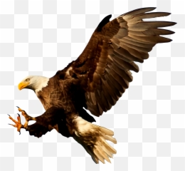 Bald Eagle Bird Silhouette - Birds Of Prey Silhouettes png