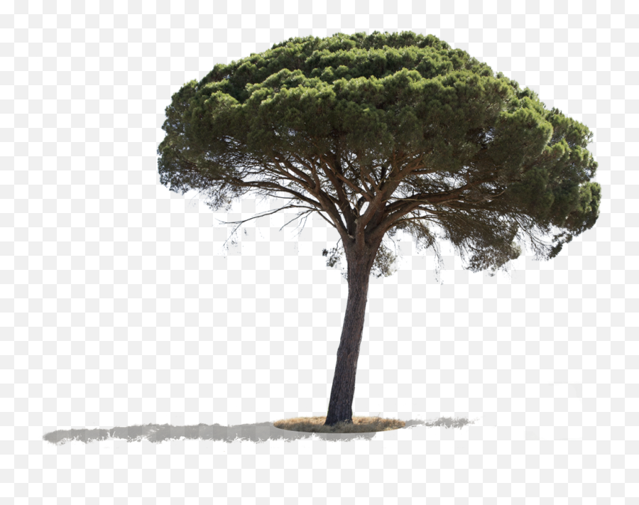 Pinus Pinea Ii U2013 Cutout Trees - Pinus Pinea Png,Forest Trees Png