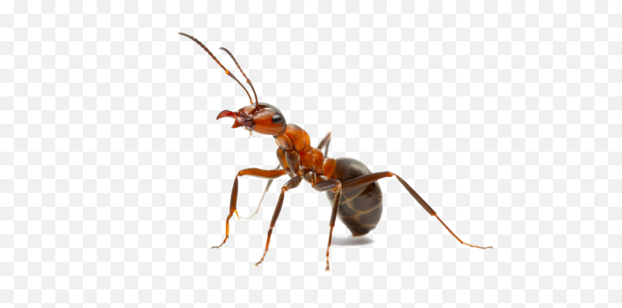 Queen Ant With Crown Png Image - Ant Png,Ant Png