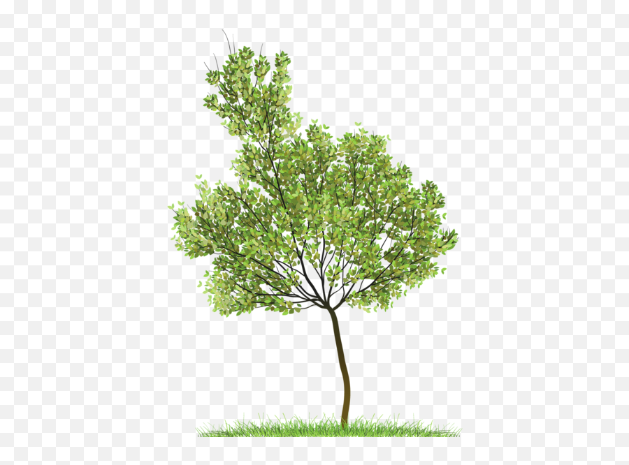 Png Trees Plan 1 Image - Tree Png,Trees In Plan Png