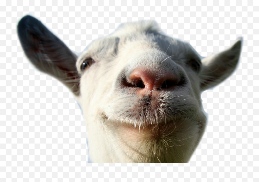 Goat Animal Farm Funny Lol Freetoedit - Goat Simulator Logo Transparent Png,Funny Png