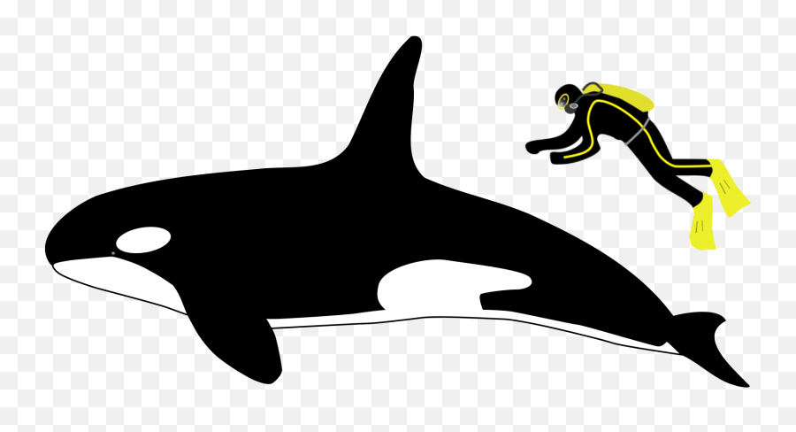 Orca - Killer Whale Vs Great White Shark Size Png,Orca Png