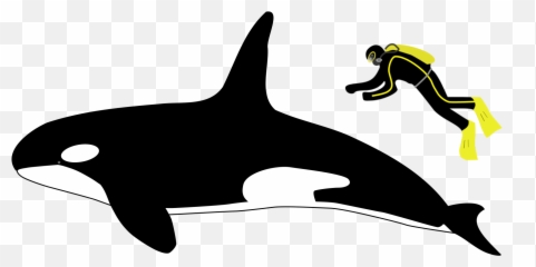 Orca - Killer Whale Vs Great White Shark Size Png,Orca Png