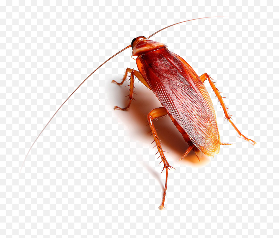 Download Roach Transparent Images Png