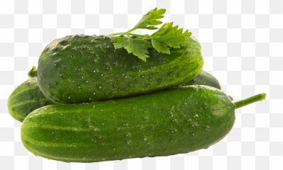Clipart Vegetables Bottle Gourd - Cucumber Png,Gourd Png