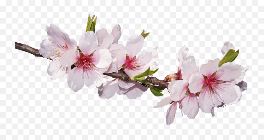 Cherry Blossom Png - Cherry Blossom Png Download Sakuras Friend Beautiful Good Morning,Blossom Png