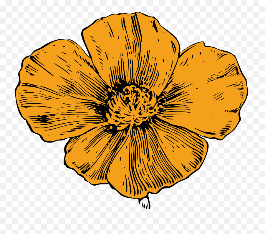 Library Of Poppy Flower Graphic Free - California Poppy Clipart Png,Poppy Png