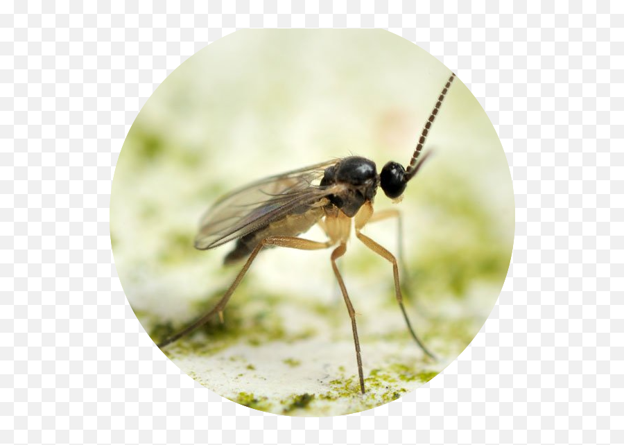Target Pests - Natural Enemies Gnat Or Fruit Fly Png,Insects Png