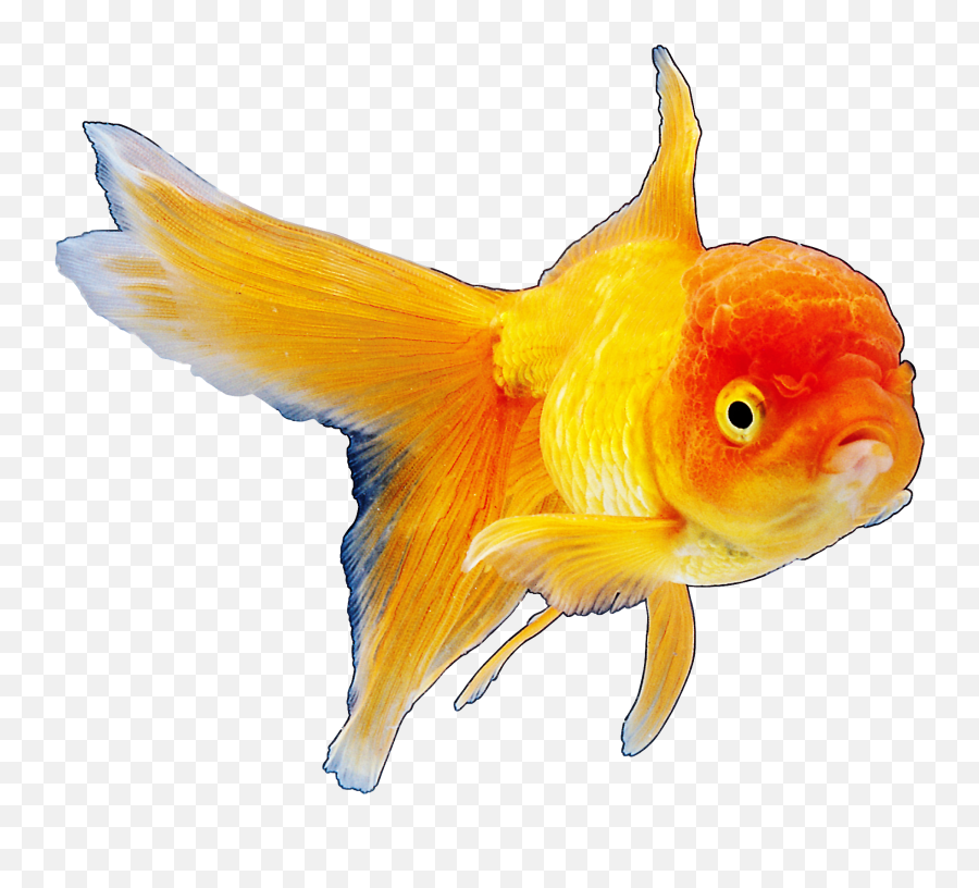 Realistic Goldfish Png Clipart Best Web - Fish Hinh Anh Con Vat Png,Gold Fish Png