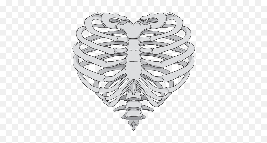 Rib Cage Heart Human Skeleton Anatomy - Skeleton Hand Png Heart Shaped Rib Cage,Skeleton Hand Png