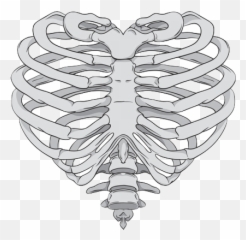 Rib Cage Heart Human Skeleton Anatomy - Skeleton Hand Png Heart Shaped Rib Cage,Skeleton Hand Png