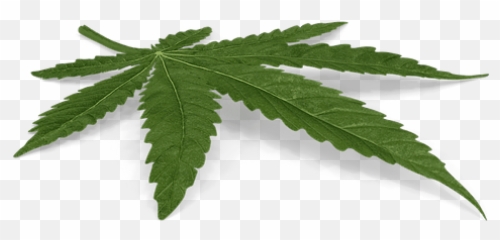 Marketing U0026 Photography Thc - SA Maple Leaf png