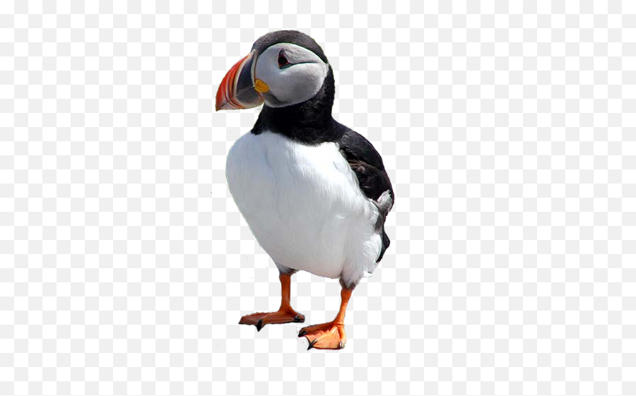 Download Free Png Carrefour Atlantic - Puffins Png,Puffin Png