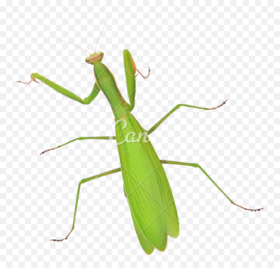 Invertebrate Png Images - Free Png Library Mantidae,Insect Png