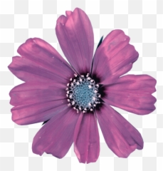 Flower Png Pngstickers Daisy Sticker By Tiffany - African Daisy,Daisies Png