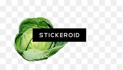 Download Organic Green Cabbage - Cruciferous Vegetables Collard Greens png
