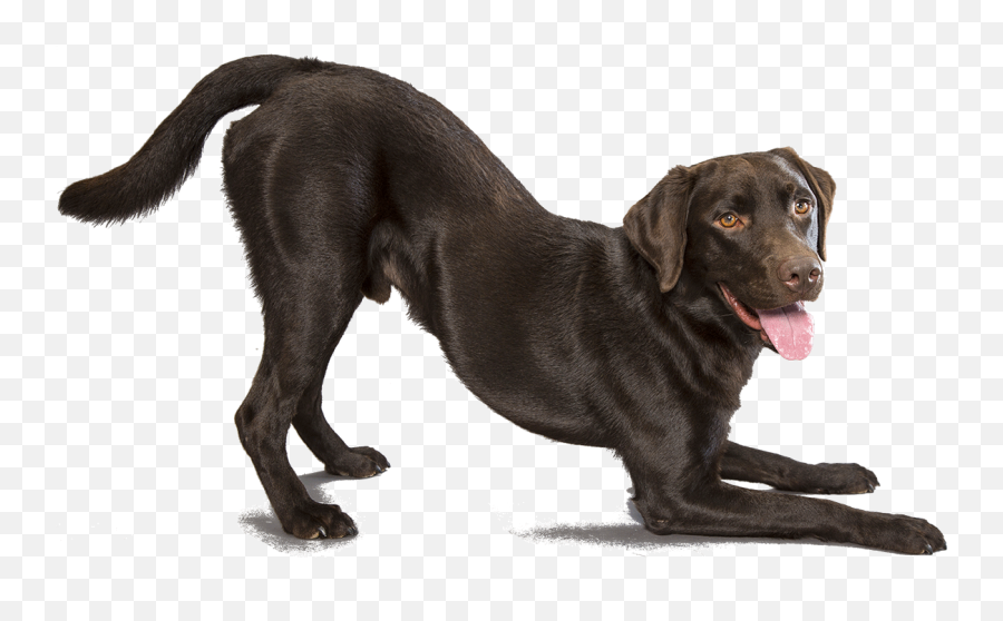 Labrador Retriever Png Images Free Download - Black Labrador Retriever Png,Black Lab Png