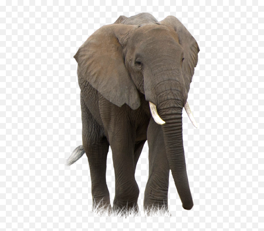 Elephant Png - Elephant Png,Elephant Transparent Background