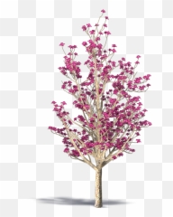Download Chinese Magnolia Png Image With No Background - Lovely,Magnolia Png
