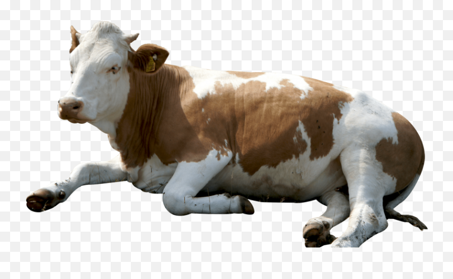 Free Transparent Png Images - Sitting Cow Png,Cow Transparent