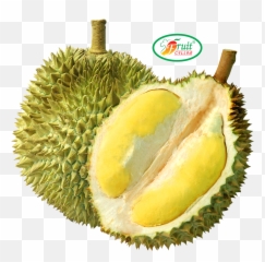 Download - Durian Png,Durian Png