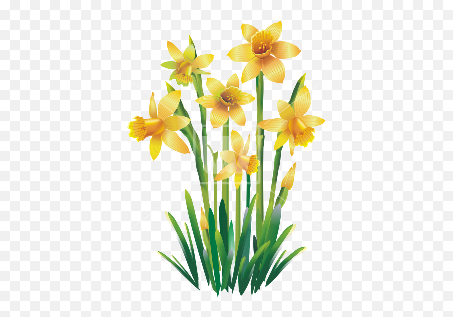 Yellow Jonquils Png Flower Transparent Background - free transparent ...