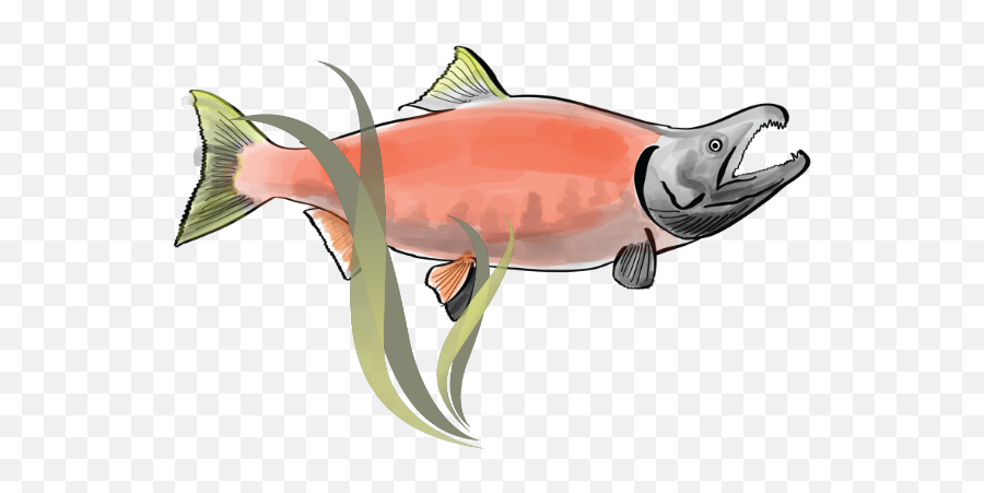 National Indigenous Fisheries Institute - Sockeye Salmon Png,Salmon Transparent Background