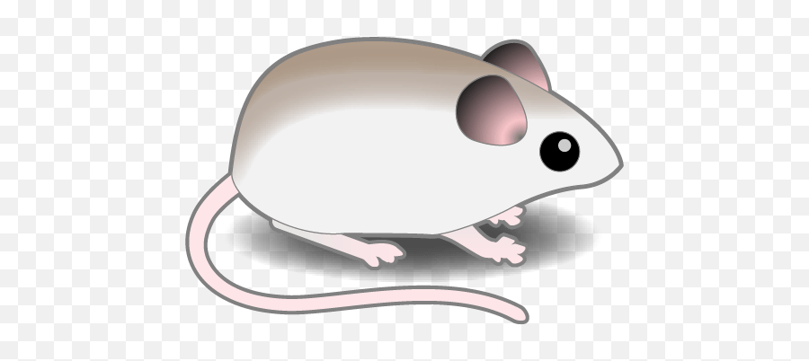 Connected Biology U2013 Linking Genetics And Evolution To - Rat Png,Mouse Rodent Icon