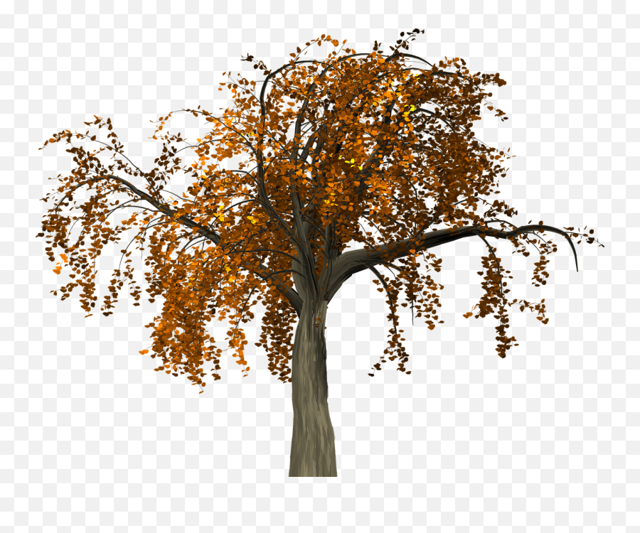 Fall Tree Branch Png Transparent Collections - Png Red Leaves Tree,Branch Png