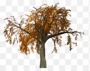 Fall Tree Branch Png Transparent Collections - Red Leaves