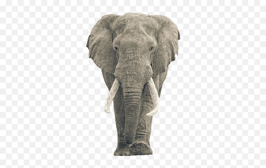 Best Animal Elephant Png Images Free Download Top Wild - Cara De Elefante Real,Elephant Icon Vector