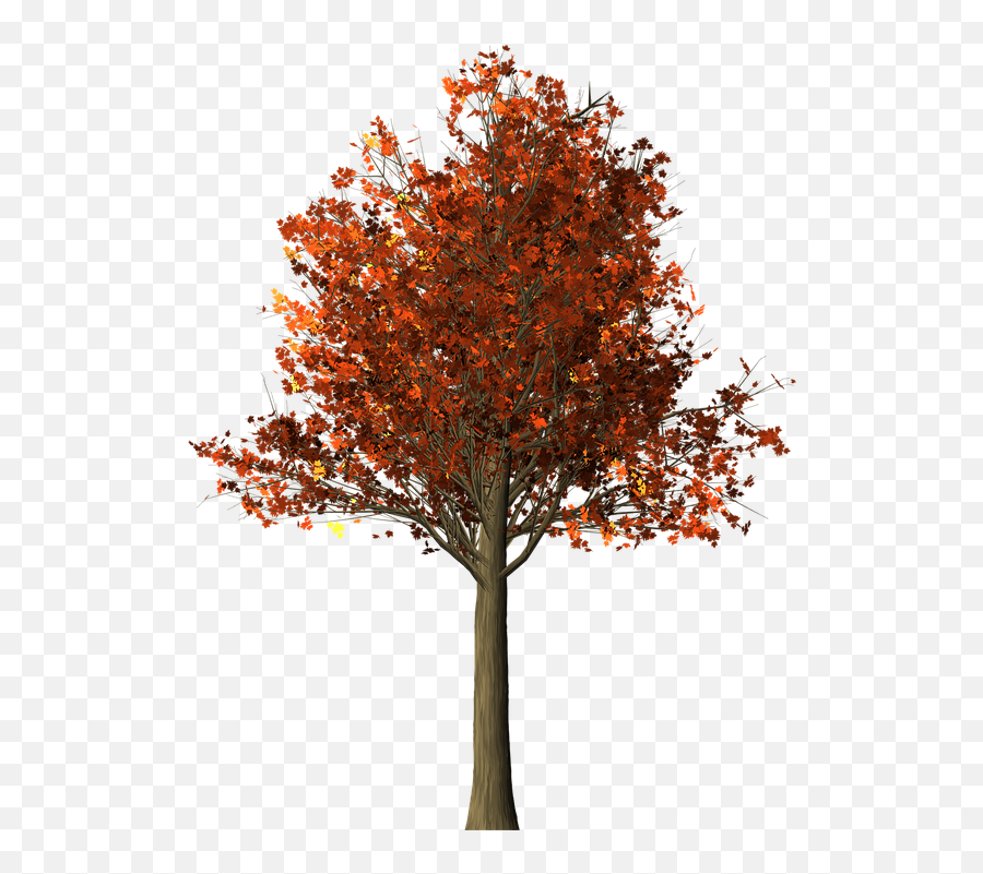 Tree Maple Fall - Maple Tree Png,Fall Trees Png