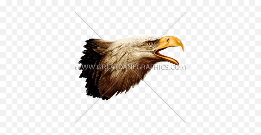 Side View Eagle Head - Eagle Side View Png,Eagle Head Png