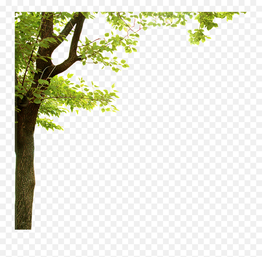 Download Forest Trees Transparent - Green Leaf Frame Png Tree Border Transparent Background,Forest Trees Png